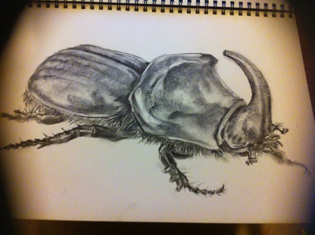 Rhino Beetle Drawing at GetDrawings | Free download