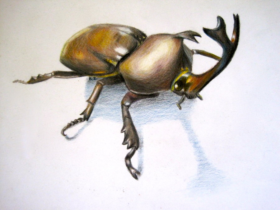 900x675 Japanese Rhinoceros Beetle By Omnomnoms