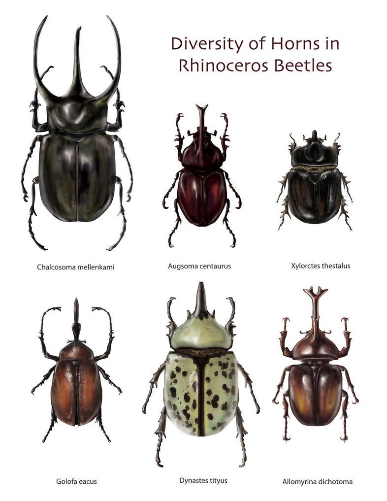 786x1017 Rhino Beetles By Bigredsharks Tattoos Rhinos