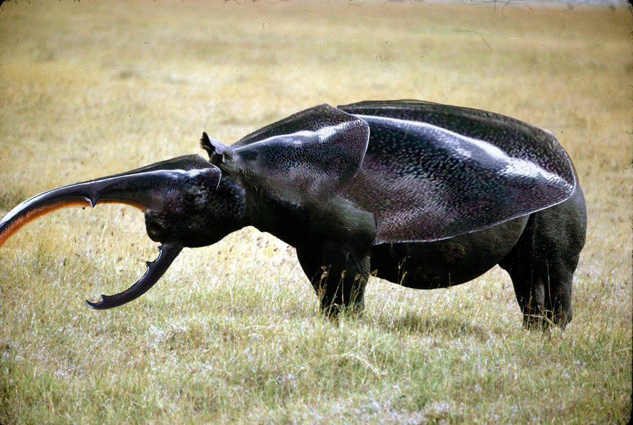 900x605 Rhinoceros Beetle By Head Space88