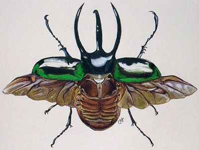 400x302 Scientific Flying Rhino Beatle Drawings