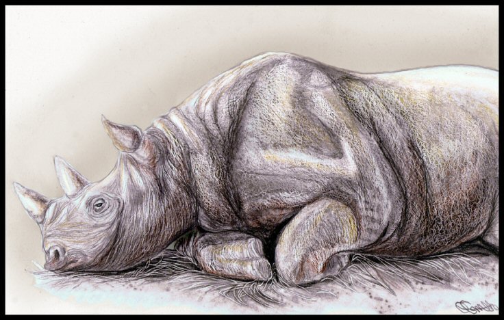 736x468 Boredom A5 Rhino Sketch. Animate Art