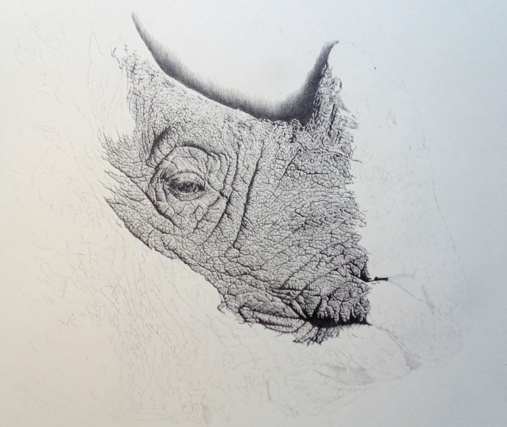 999x842 Rhino Pencil Drawing On Behance