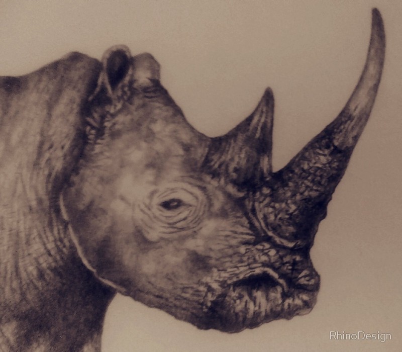 800x700 Rhino Pencil Sketch Photographic Prints By Rhinodesign Redbubble