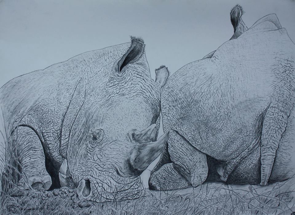 960x700 Pencil Drawings Fight For Rhinos