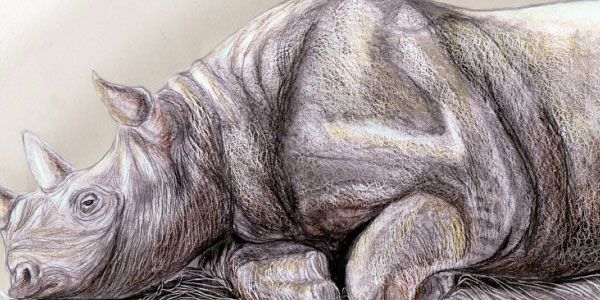 600x300 Rhino 50 Splendid Pencil Drawings Colored Pencils Pencil