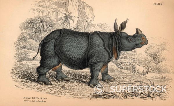 600x367 Indian Rhinoceros, Rhinoceros Unicornis (Rhinoceros Indicus