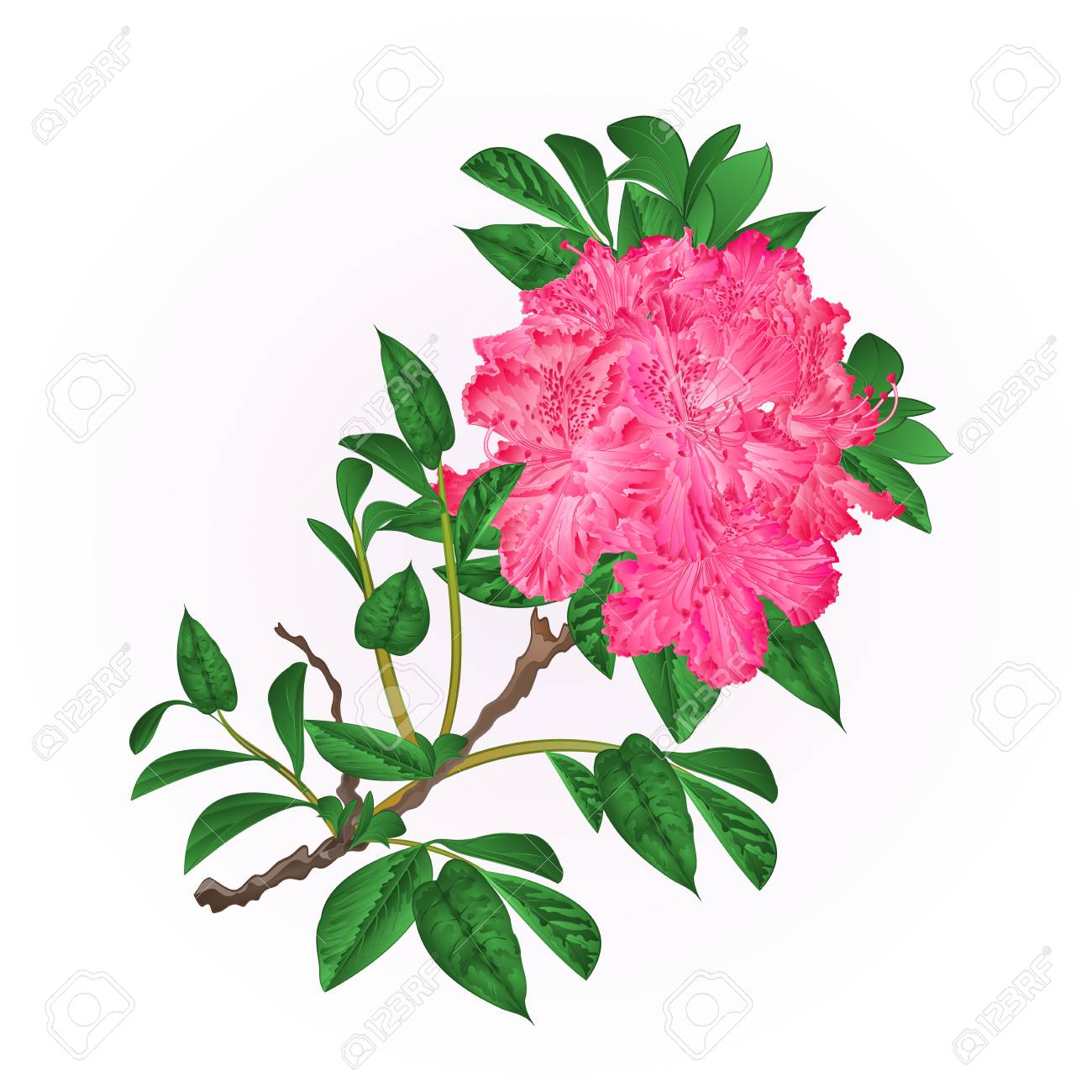 1300x1300 Flowers Pink Rhododendron Twig Mountain Shrub Vintage Hand Draw