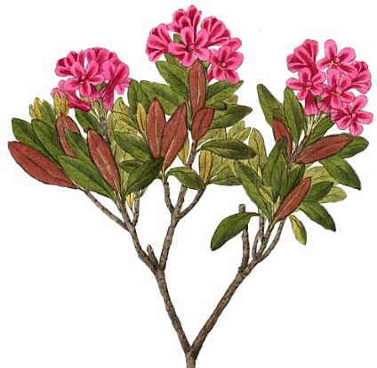 424x413 Properties Of Alpine Rose