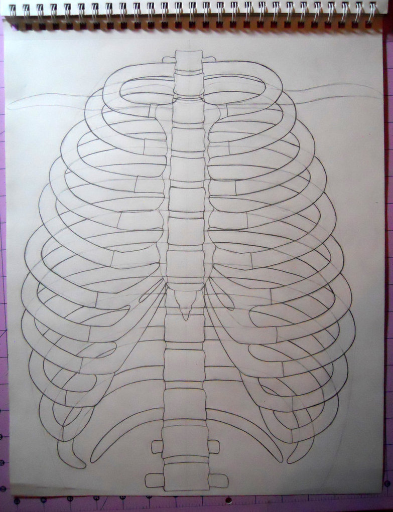 783x1021 Rib Cage Drawing By Darcydoll