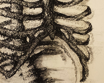 340x270 Rib Cage Drawing Etsy