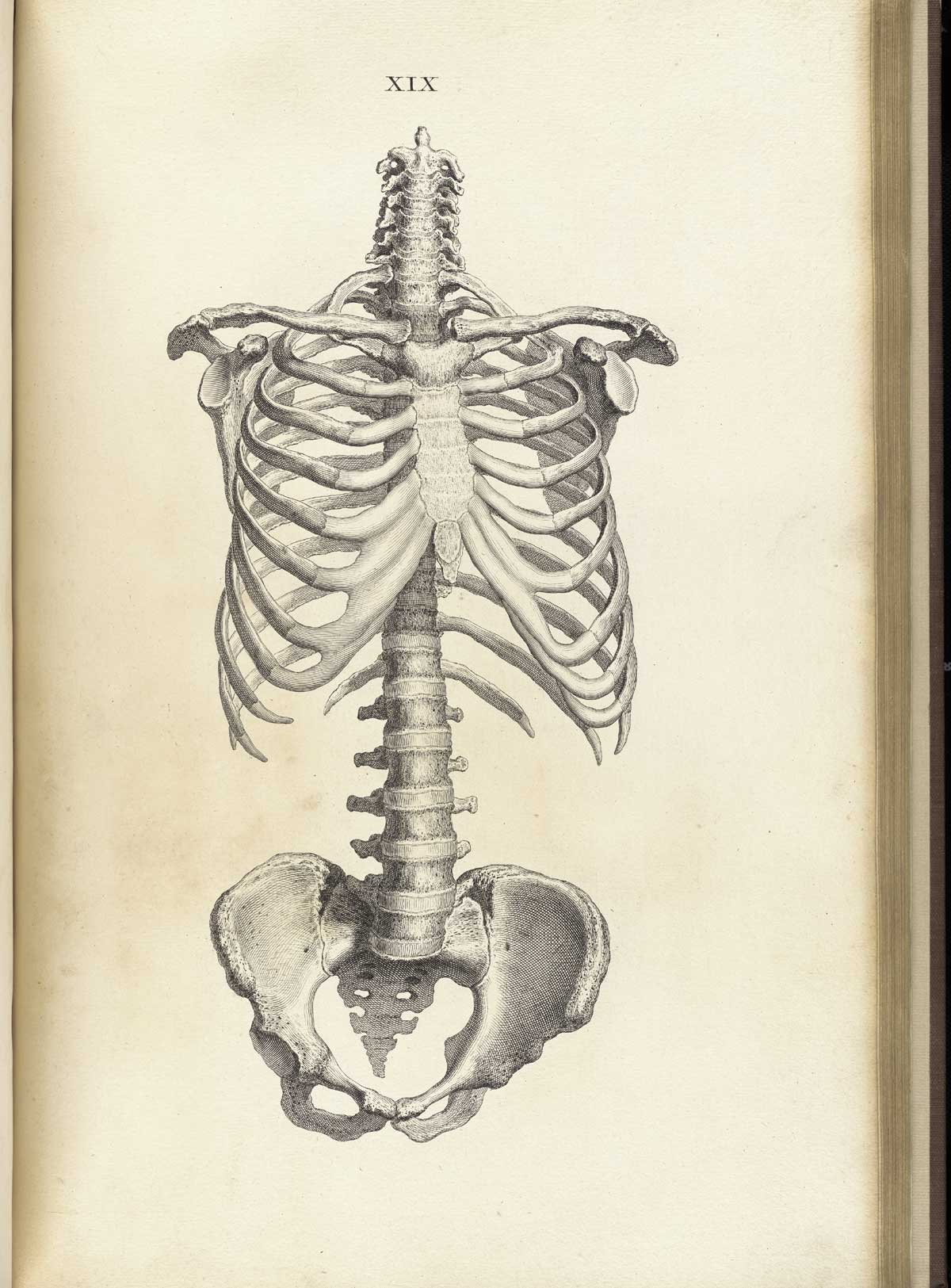 1200x1625 William Cheselden Osteographia, Or The Anatomy Of The Bones (1733