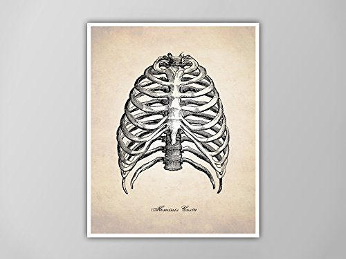 500x375 Human Rib Cage Art Print, Anatomy Drawing Human Ribs