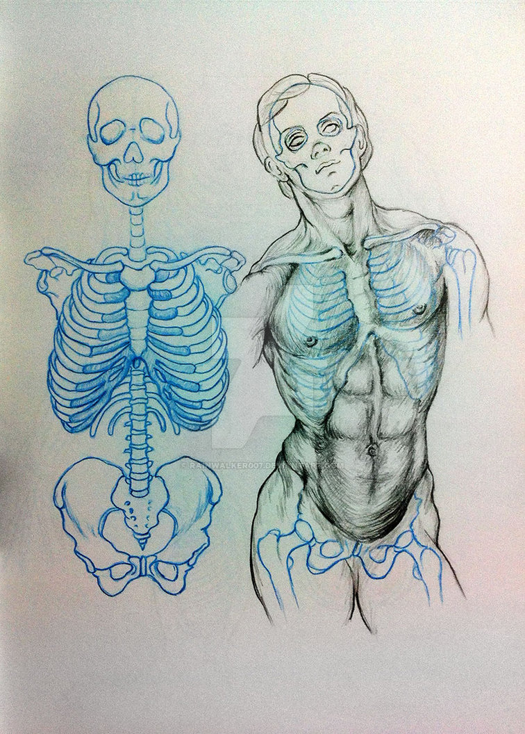 756x1056 Rib Cage Study 1 By Rainwalker007