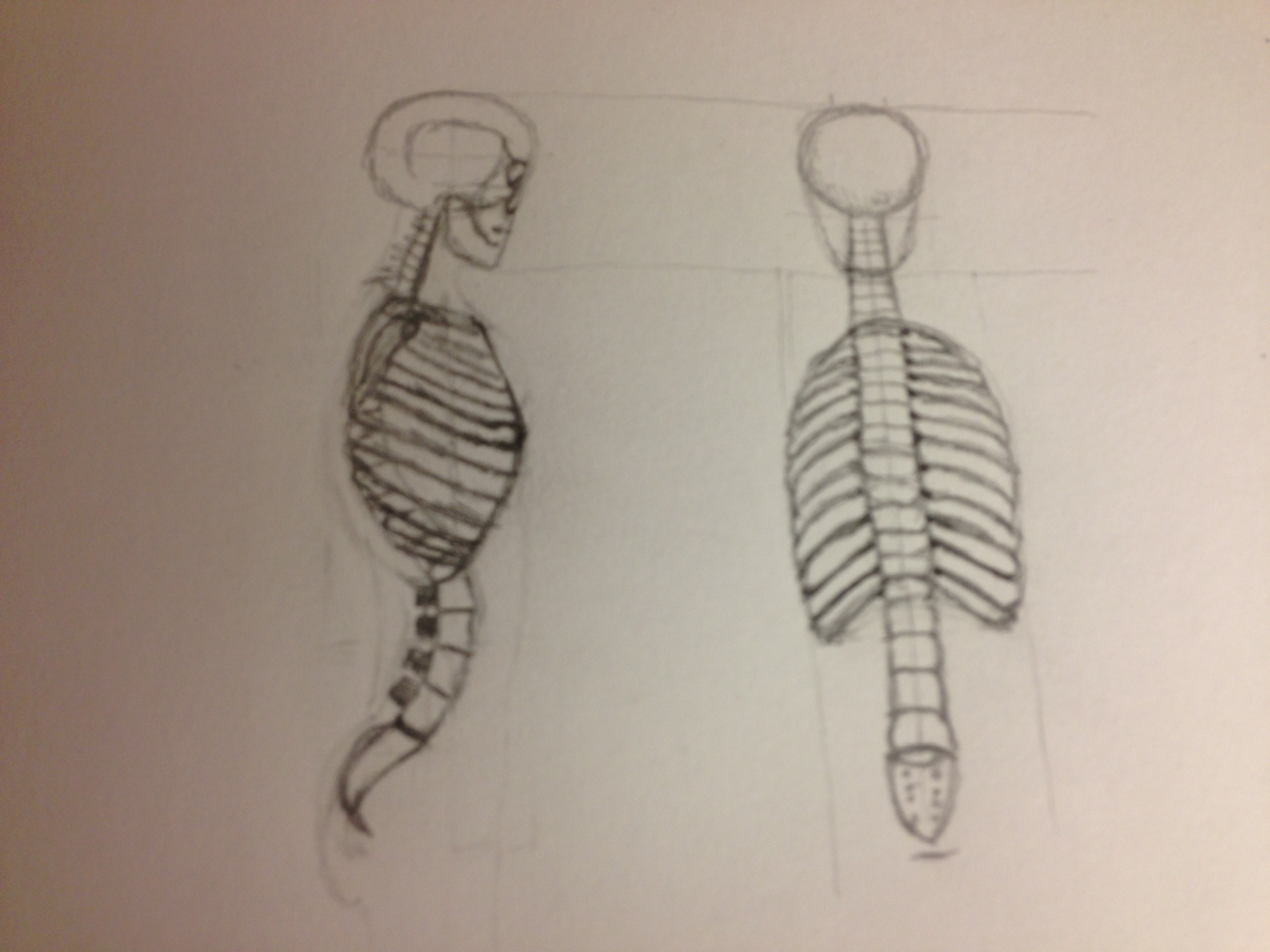 3264x2448 The Spine Every Day A Drawing