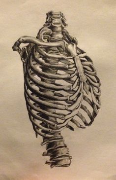 236x365 Rib Cage Drawing Inspiration. Rib Cage, Anatomy