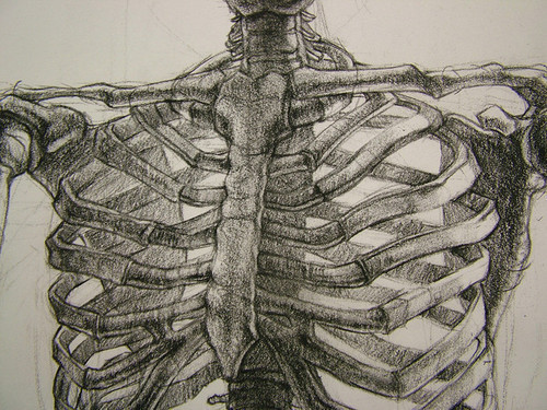 500x375 Tumblr 60 Rib Cage Drawings Tumblr, Rib Drawings Cage Tumblr