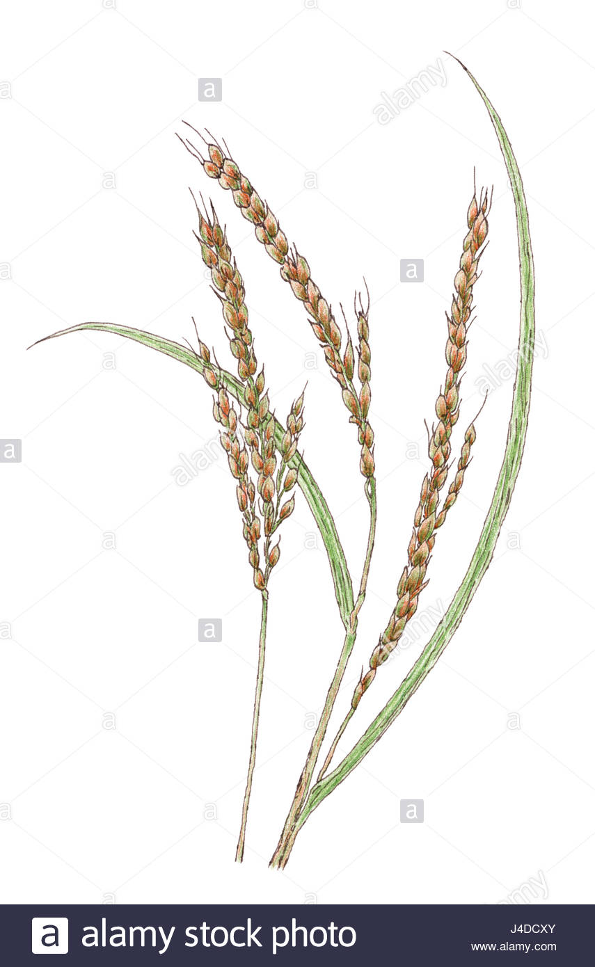 855x1390 Ears Of Asian Rice (Oryza Sativa) Botanical Drawing. Brown Ink
