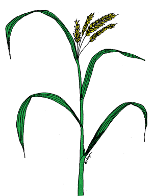 300x383 Rice Anatomy Home