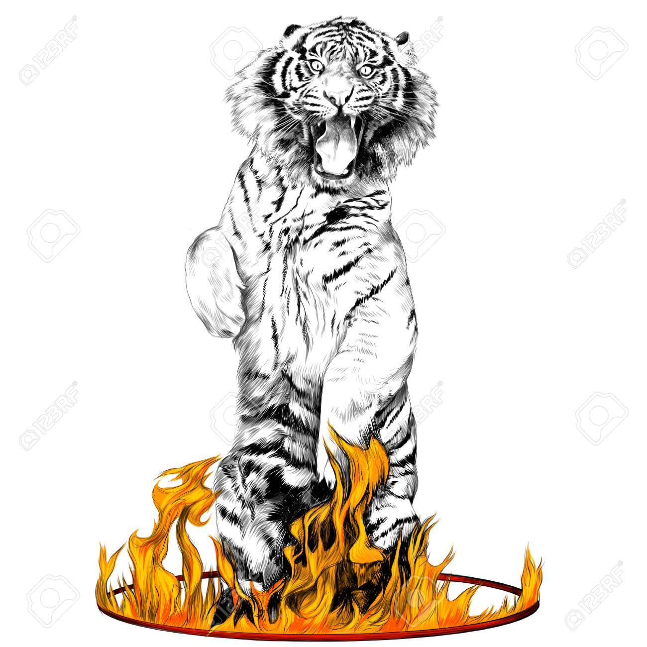 1300x1300 Tiger Full Length Is On Its Hind Legs In A Circus Ring Of Fire