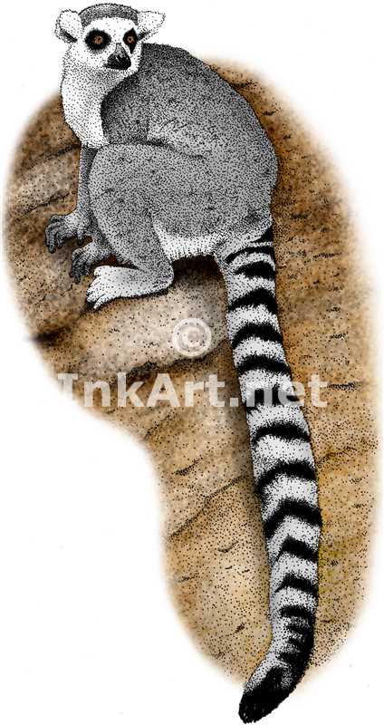424x800 Ring Tailed Lemur Stock Art Illustration