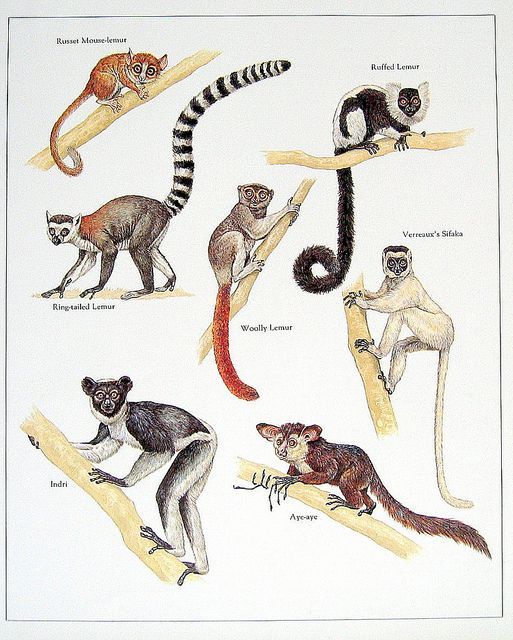 513x640 Vintage Lemur