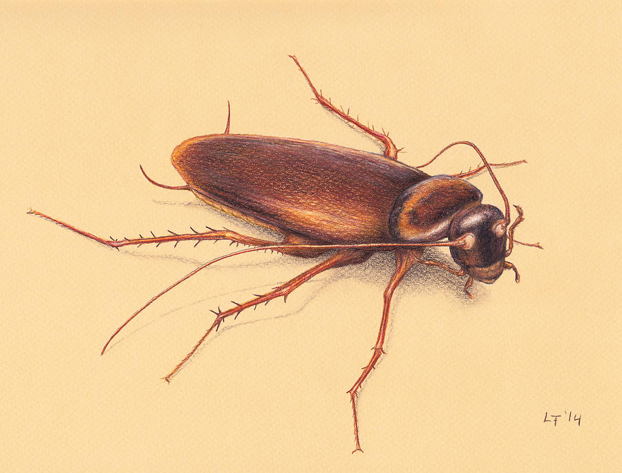 900x685 Roach Drawing By Lars Furtwaengler
