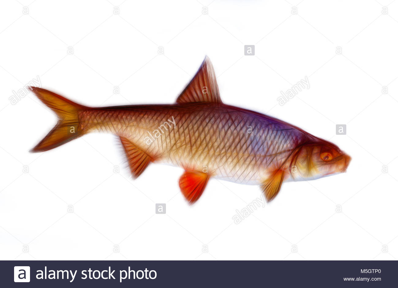 1300x940 Roach. Computer Drawing, Colour Sketch Of Fish Stock Photo