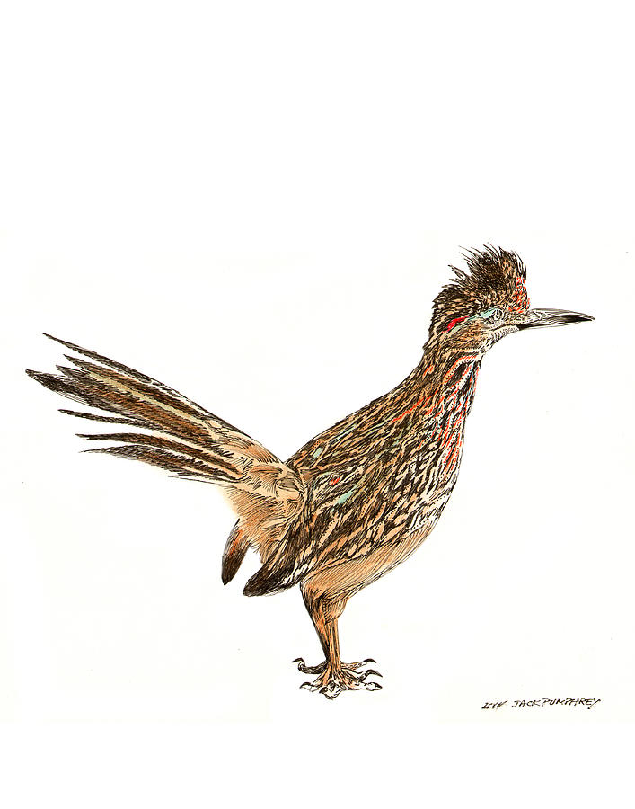707x900 Roadrunner Drawings Fine Art America