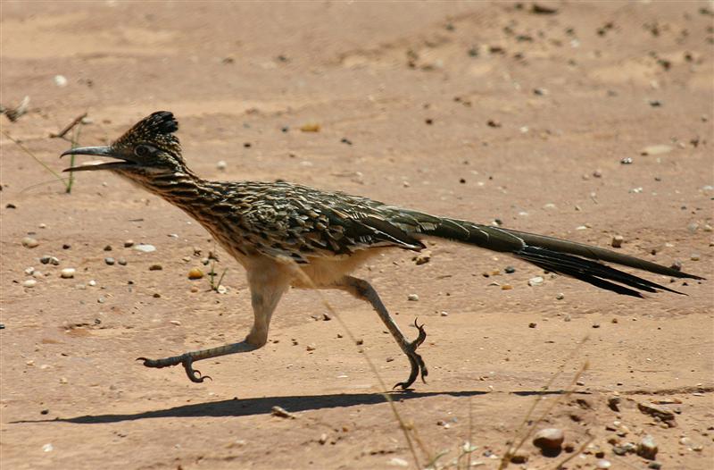 800x526 The Roadrunner Bird Monkeyland Primate Sanctuary, Plettenberg
