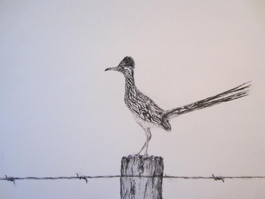 900x675 Greater Texas Roadrunner Drawing By Currie Smith