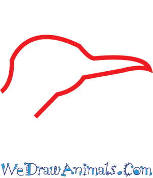 300x350 How To Draw A Greater Roadrunner