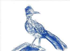 300x217 Roadrunner Drawings Fine Art America