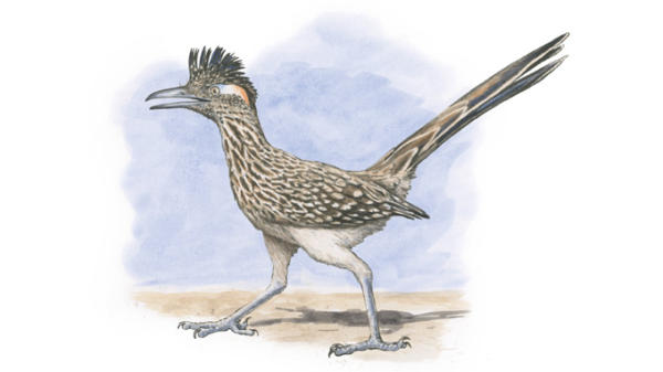 600x337 The Greater Roadrunner Texas Monthly