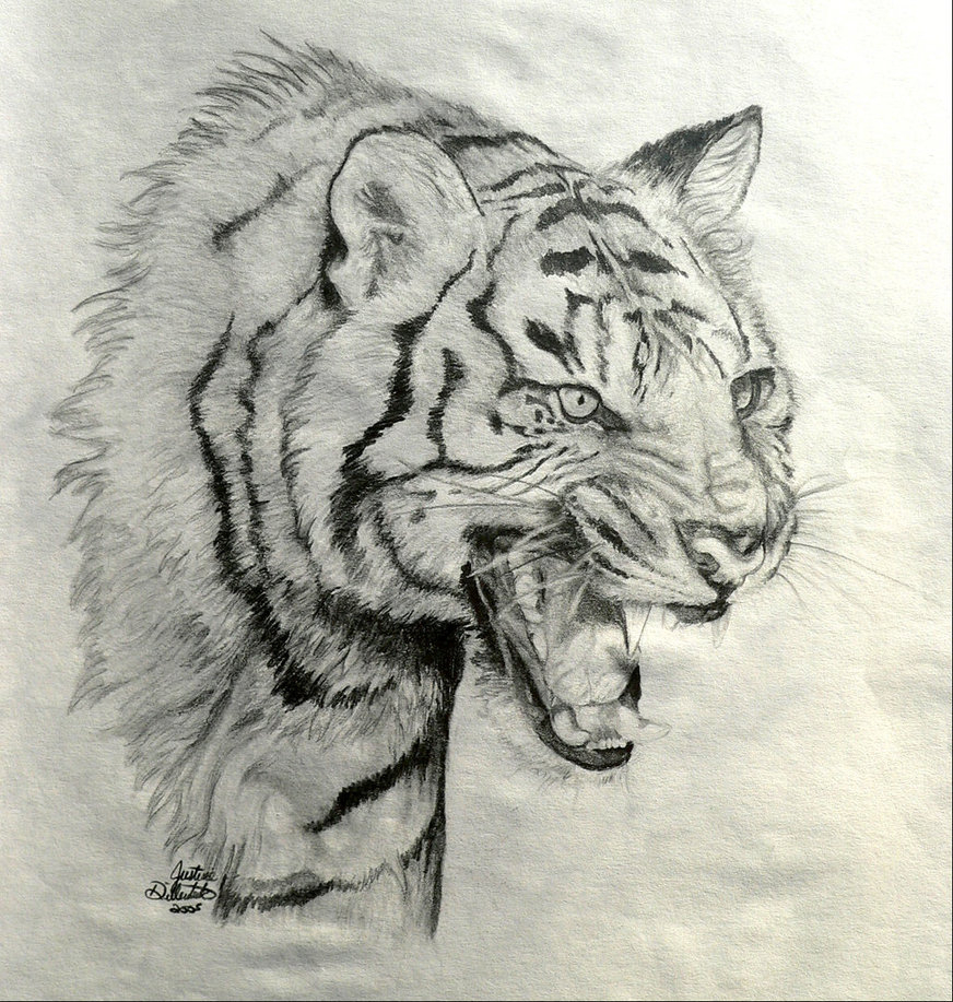 872x917 How To Draw A Roaring Tiger Drawn Tiger Tiger Roar