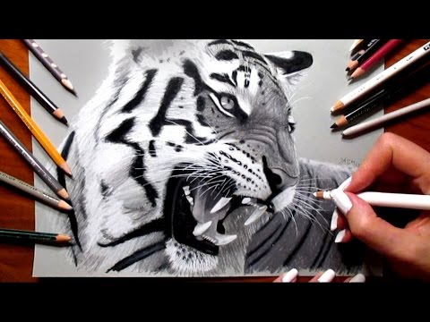 480x360 Pencil Drawing Roaring Tiger