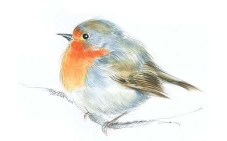 450x281 Robin Bird Drawing Drawing Robin