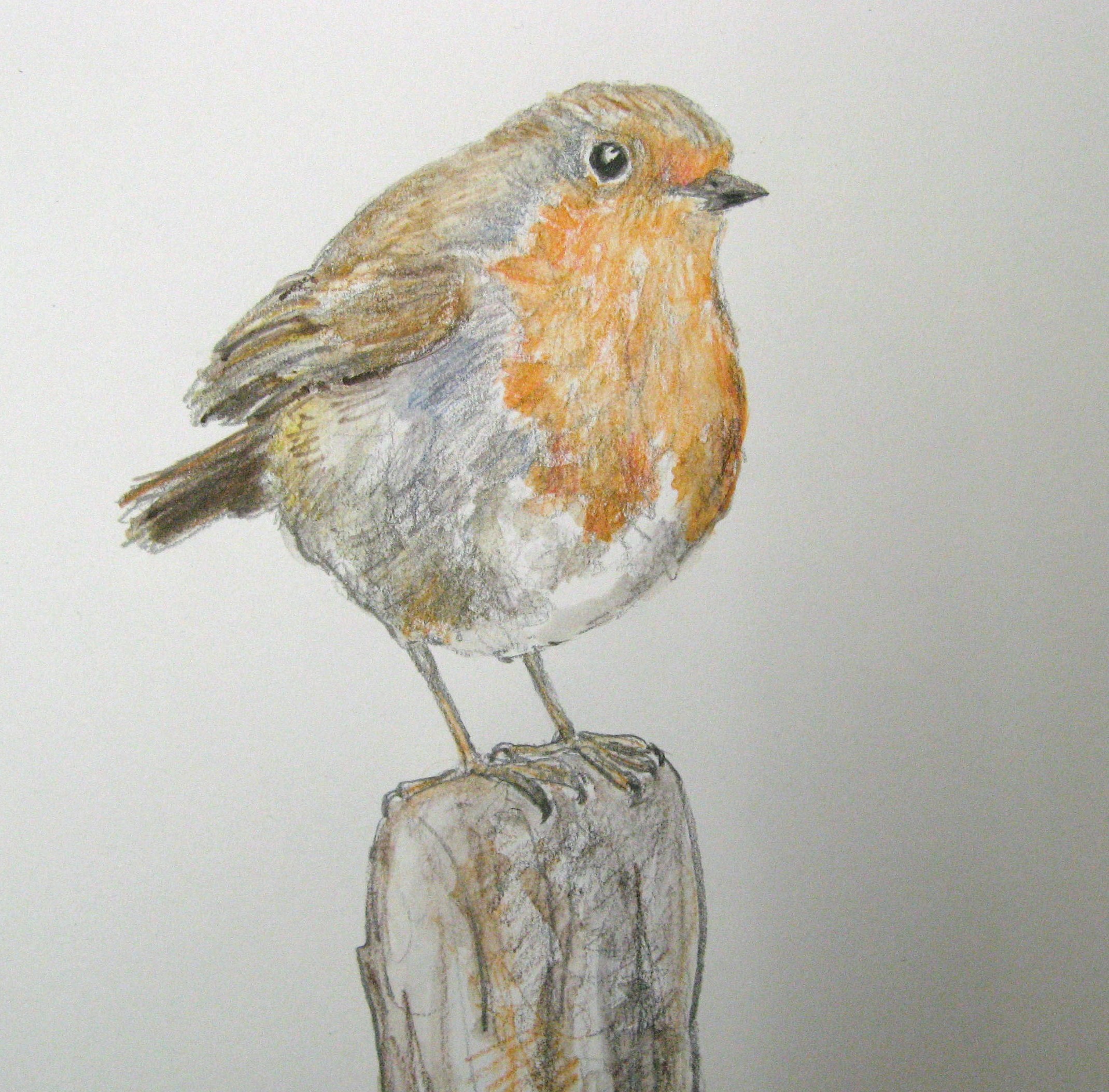 Robin Drawing at GetDrawings | Free download