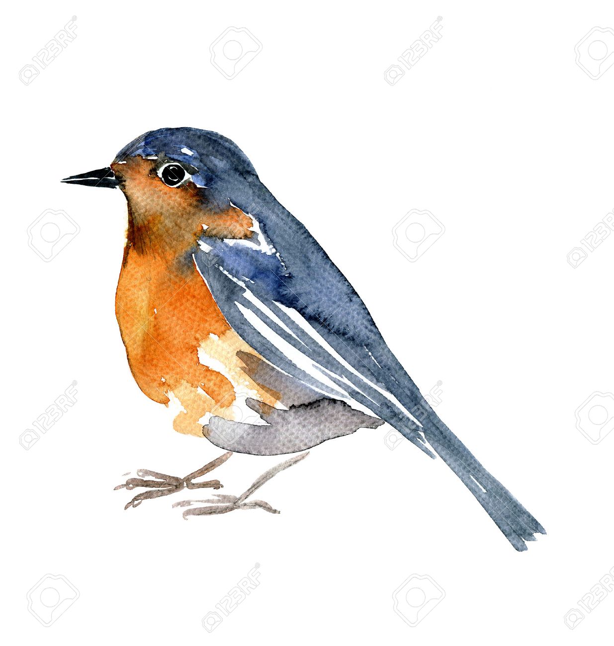 1235x1300 Watercolor Drawing Bird, Artistic Painting Robin At White