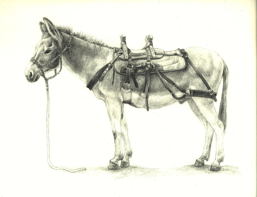 900x688 Rocky Mountain Canary Drawing By Margi Greene