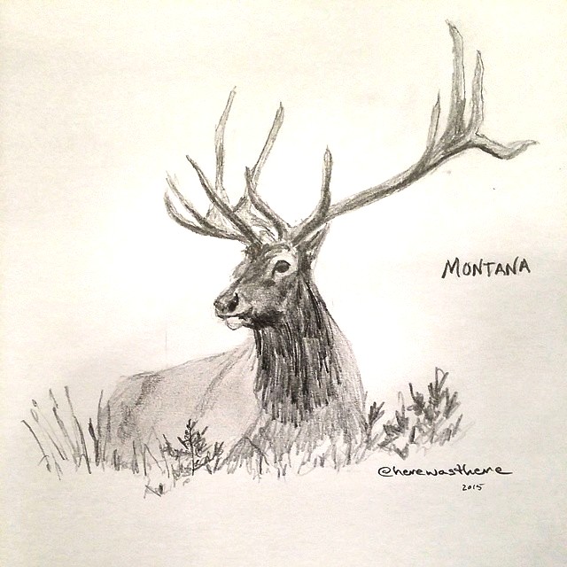 640x640 Rocky Mountain Elk