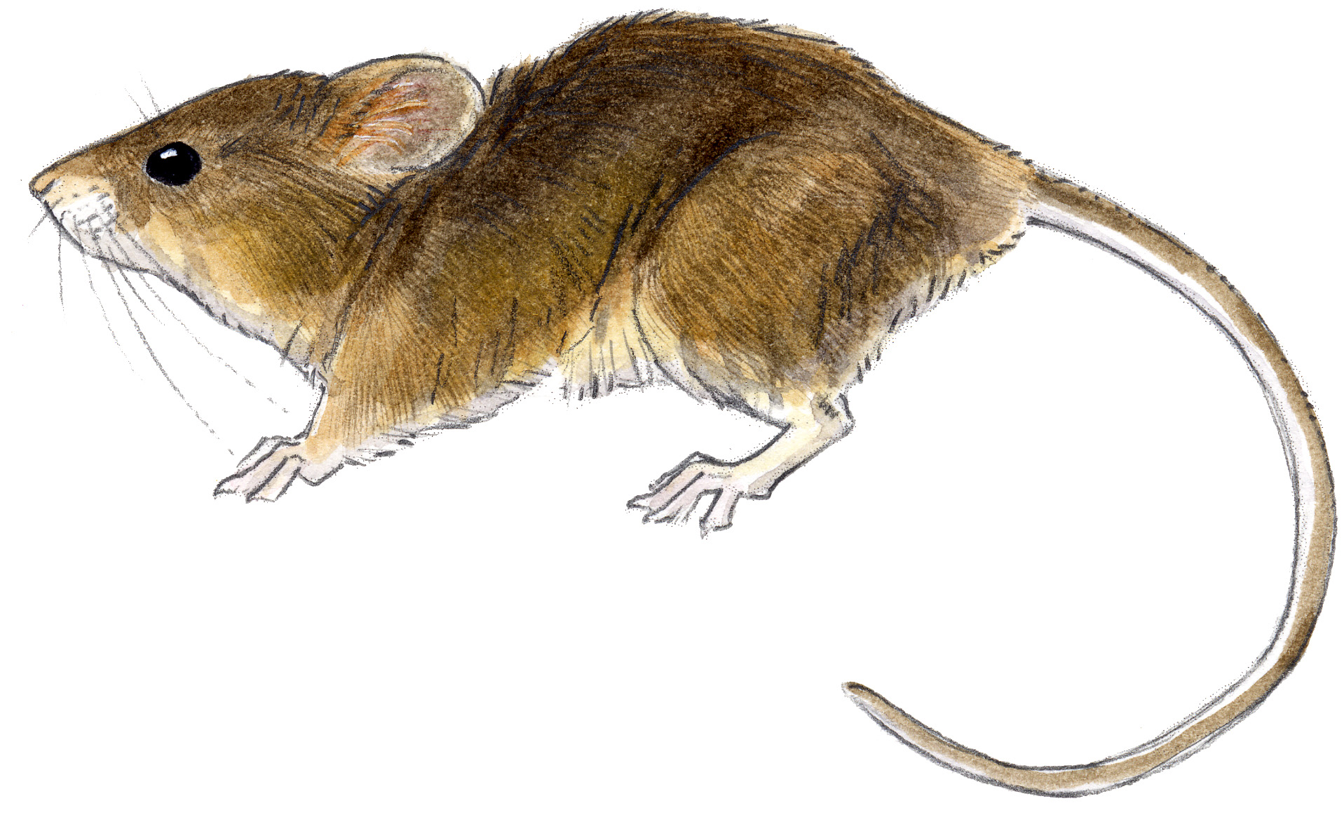 Рис мыши. Мышь для детей. Мышка картинка для детей. Мышонок рисунок. Полевая мышь.