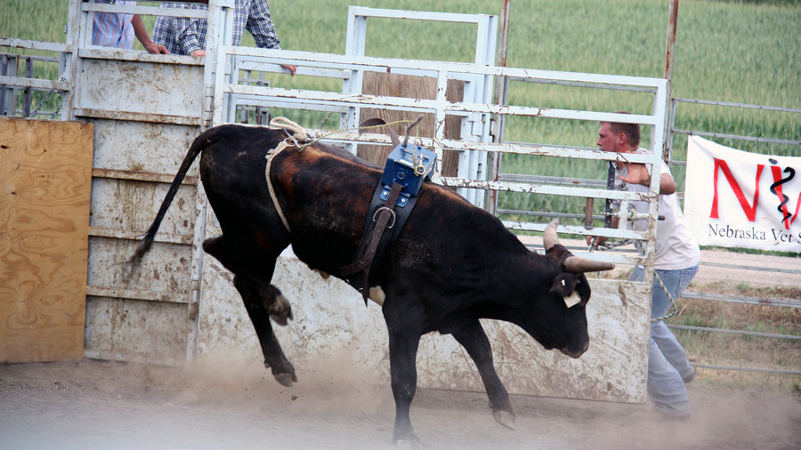 900x506 Bucking Bulls Draw Crowds, And Dollars Npr