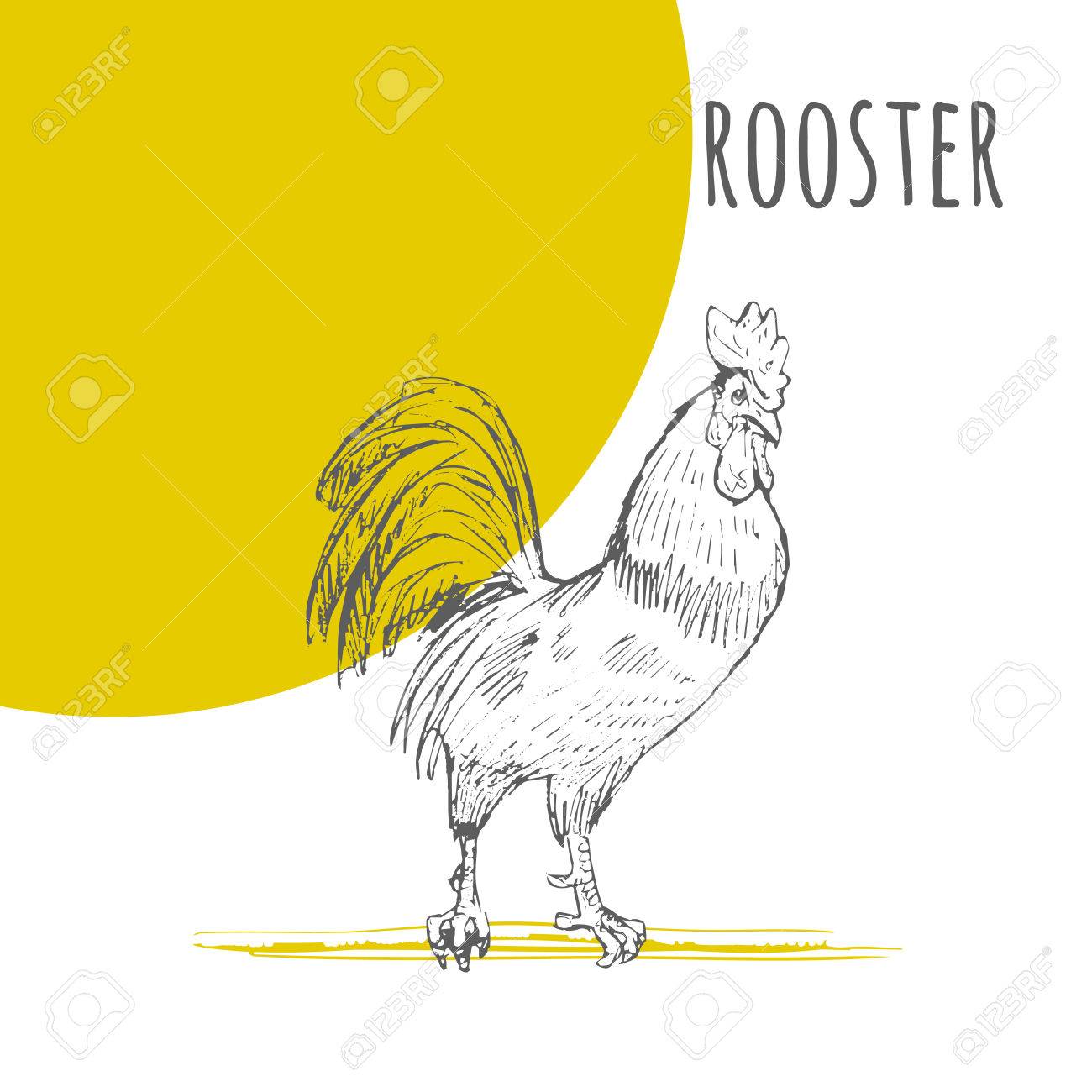 1300x1300 Rooster Cock. Vector Isolated Hand Drawn Pencil Sketch Rooster