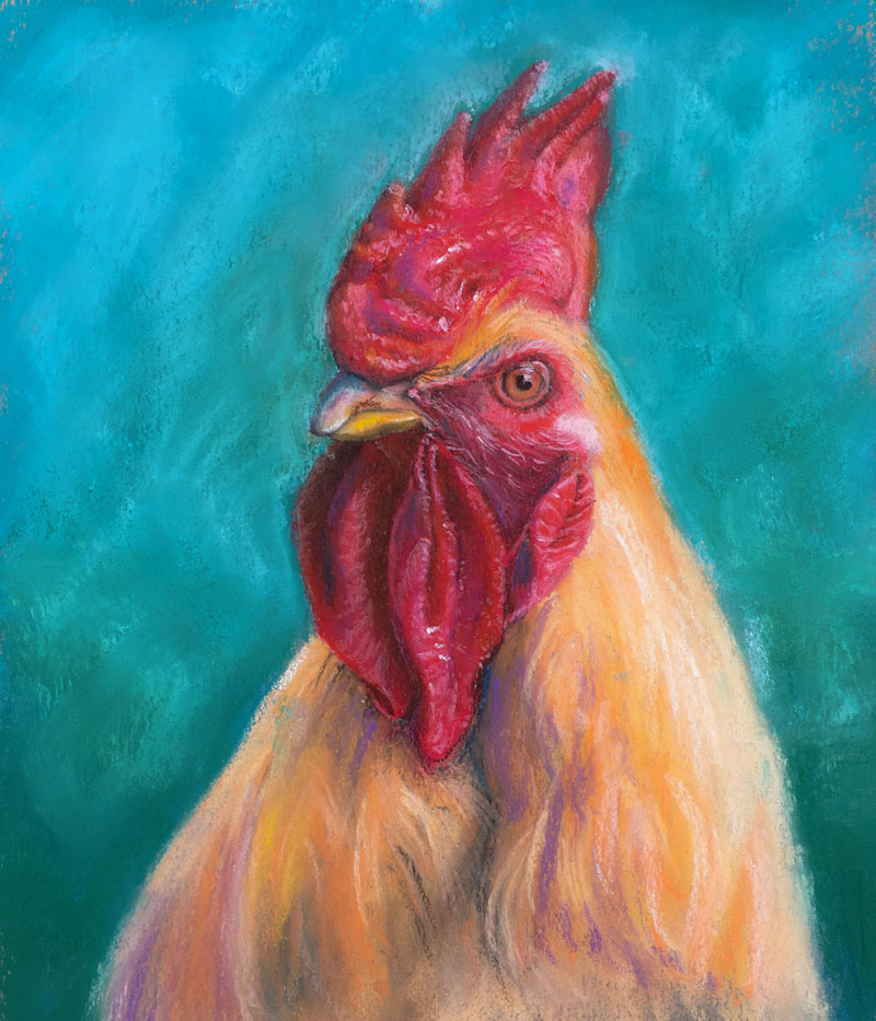 800x933 How To Draw A Rooster With Pastels