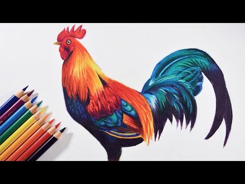 480x360 How To Draw A Colorful Bird (Rooster)