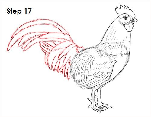 500x386 Draw Rooster 17.jpg Line Drawings Drawings