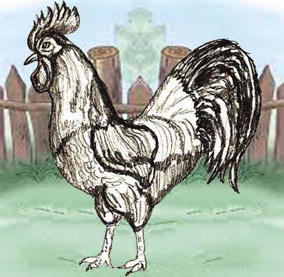 405x395 How To Draw A Rooster