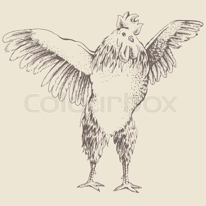 800x800 Illustration From The Front Rooster. Series Of Farm Animals