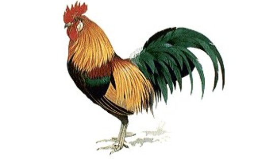 500x313 Rooster Drawings Beautiful Rooster Drawing Animal's Bird
